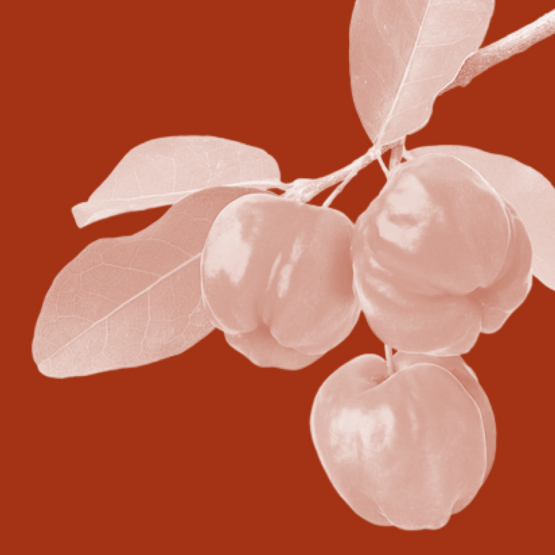 Acerola Cherry