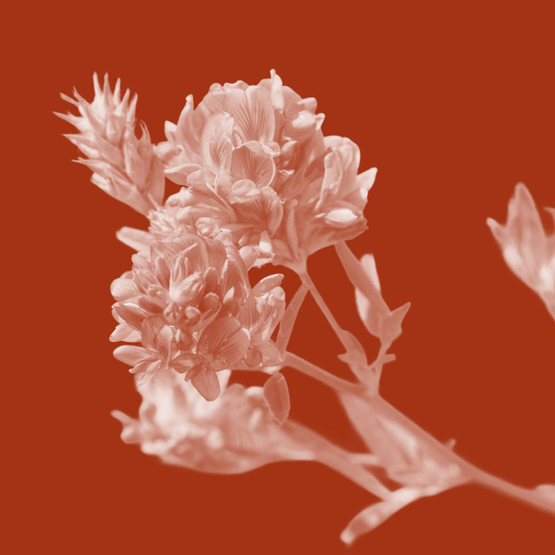 Alfalfa Extract