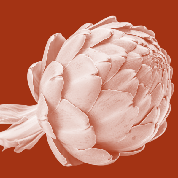 Artichoke