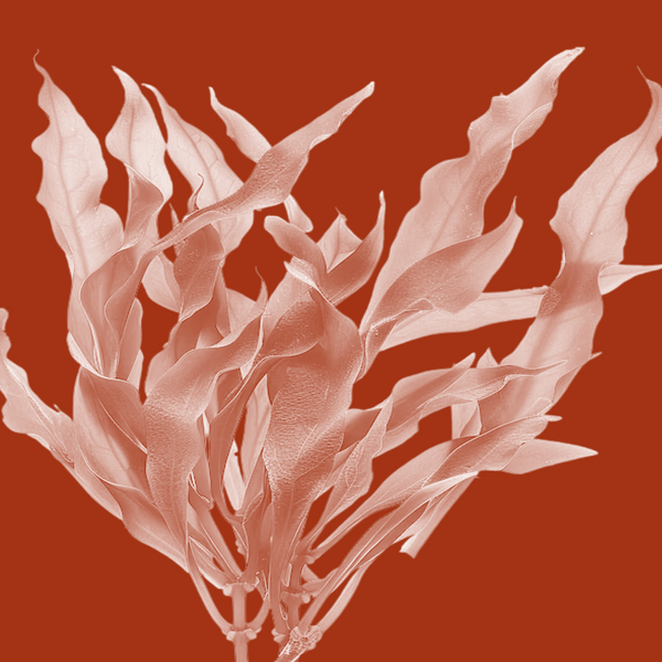 Atlantic Ocean Kelp