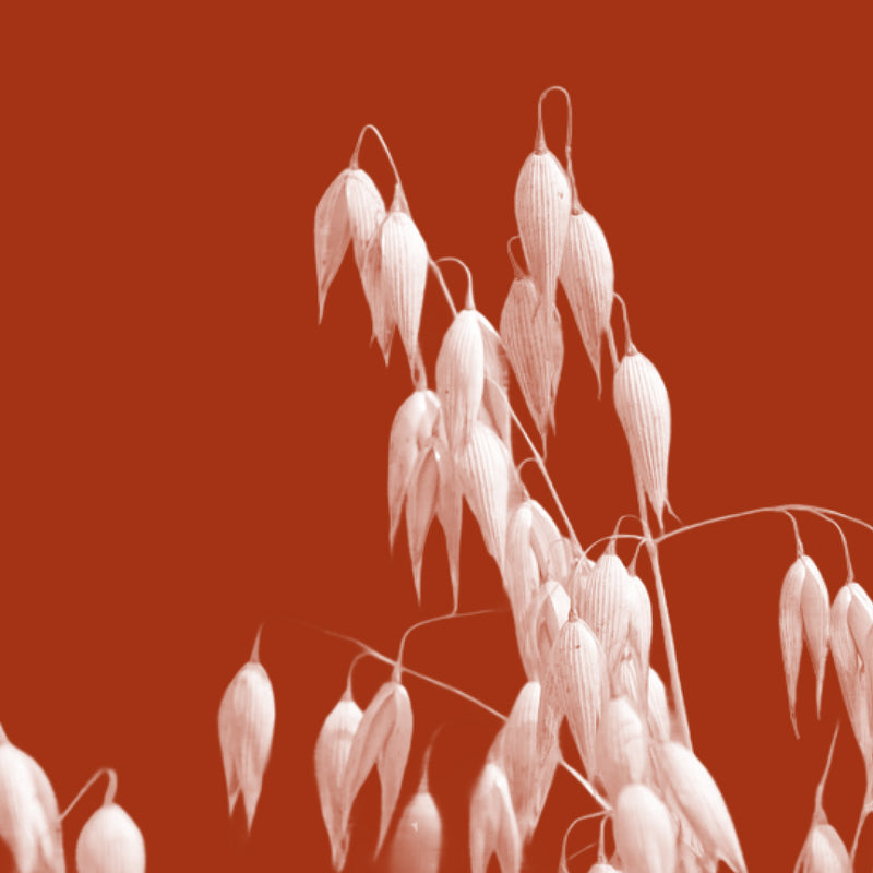 Avena Sativa (Oat) Kernel Meal