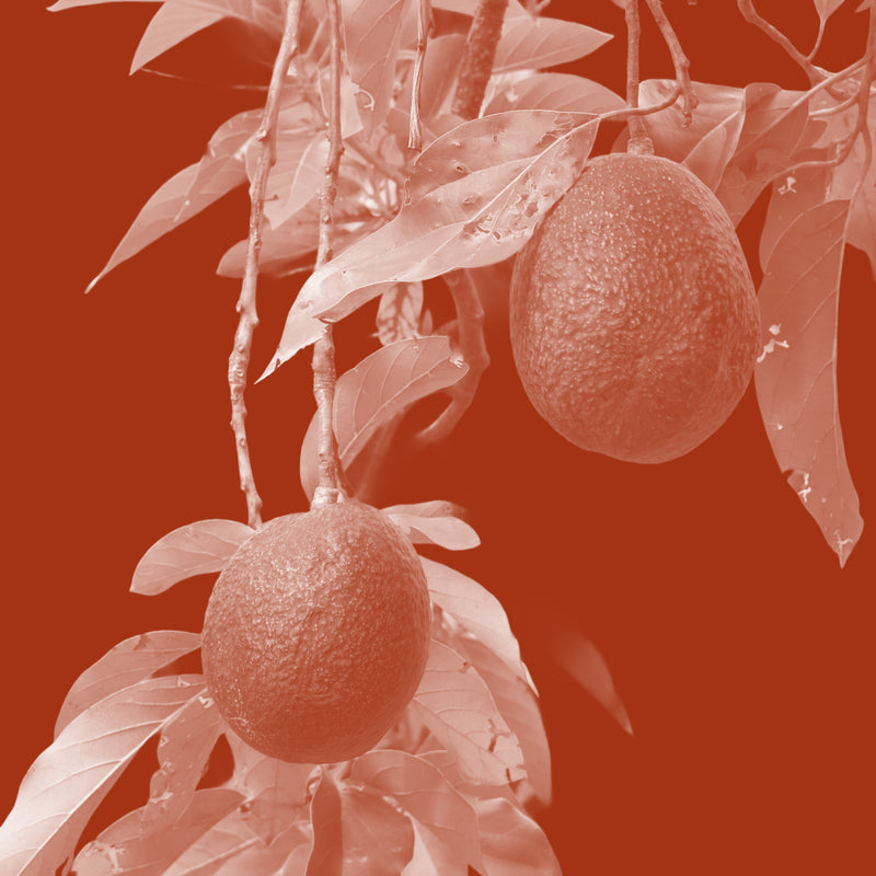 Avocado Oil (Persea gratissima)