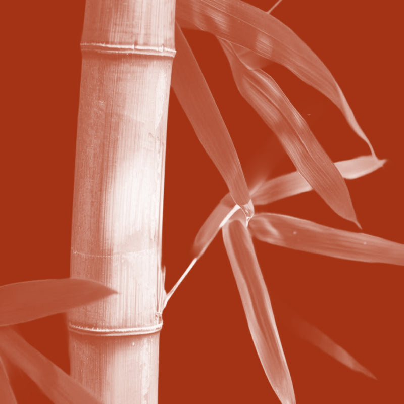 Bamboo