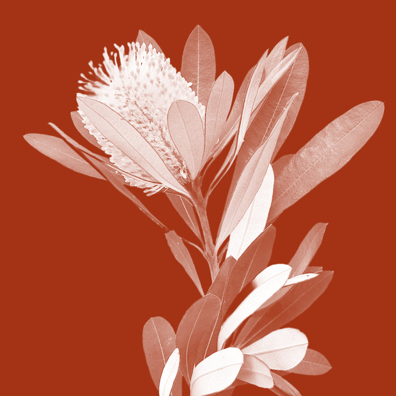 Banksia Flower Nectar