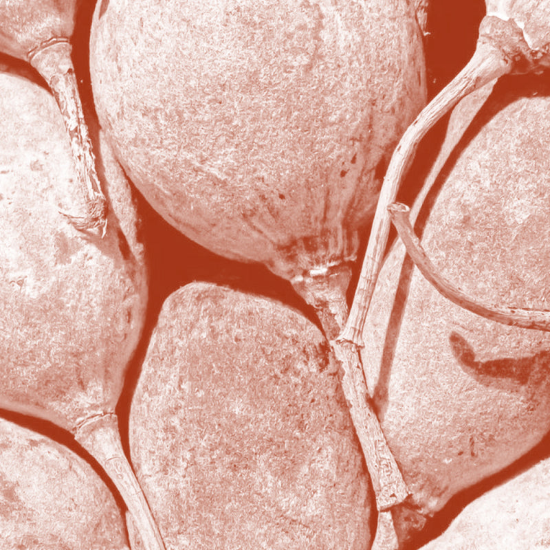 Baobab Oil (Adansonia digitata)