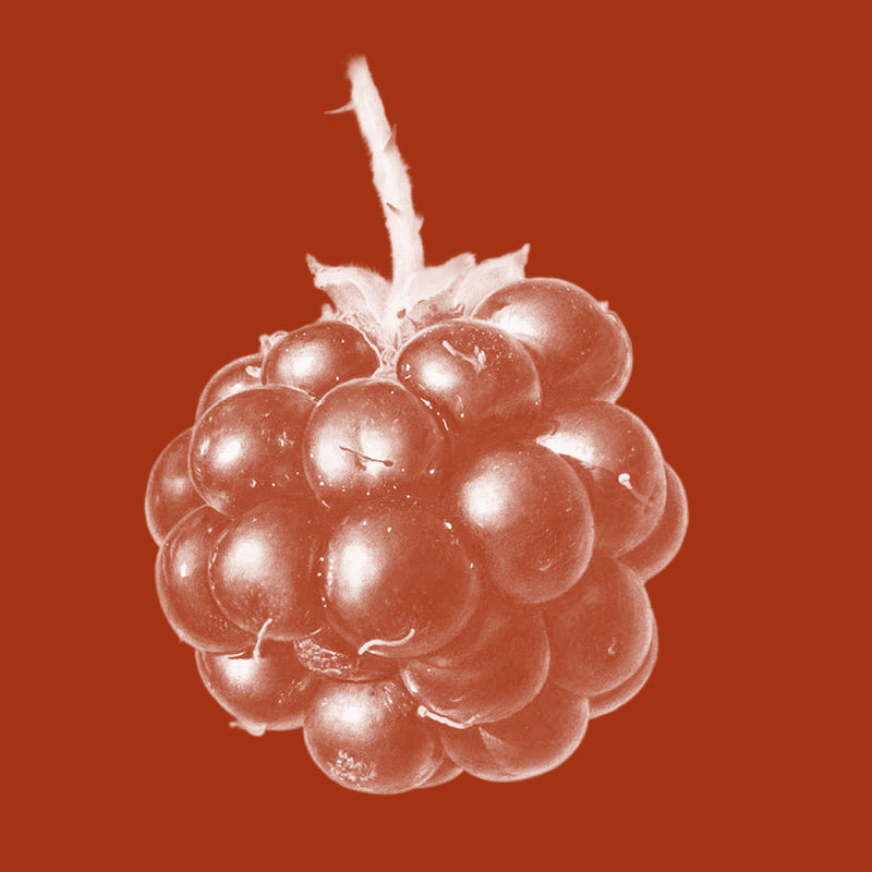 Blackcurrant Seed Oil (Ribes nigrum)