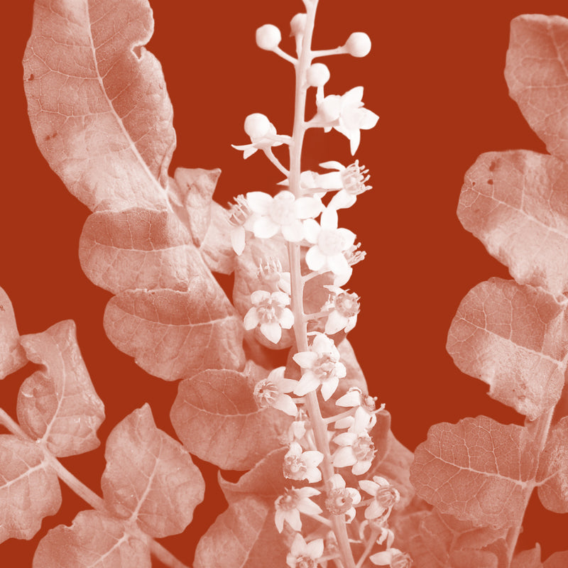 Boswellia (Frankincense Extract)