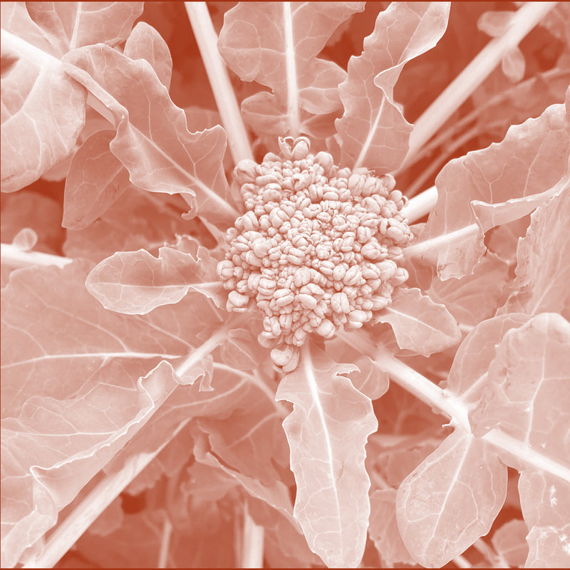 Broccoli Seed Extract