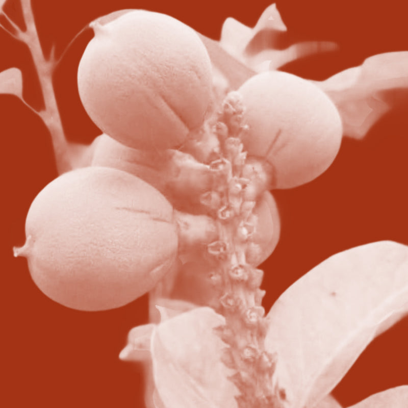 Cacay Seed Oil (Caryodendron orinocense)