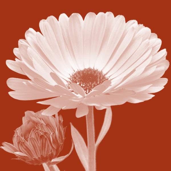 Calendula Flower