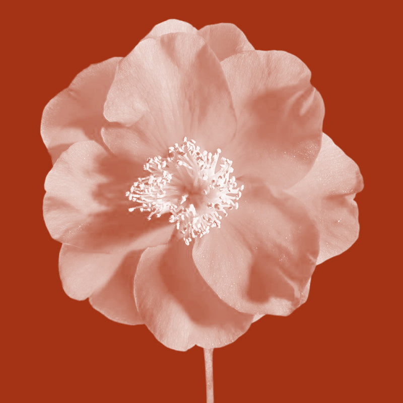 Camellia Oil (Camellia Japonica)