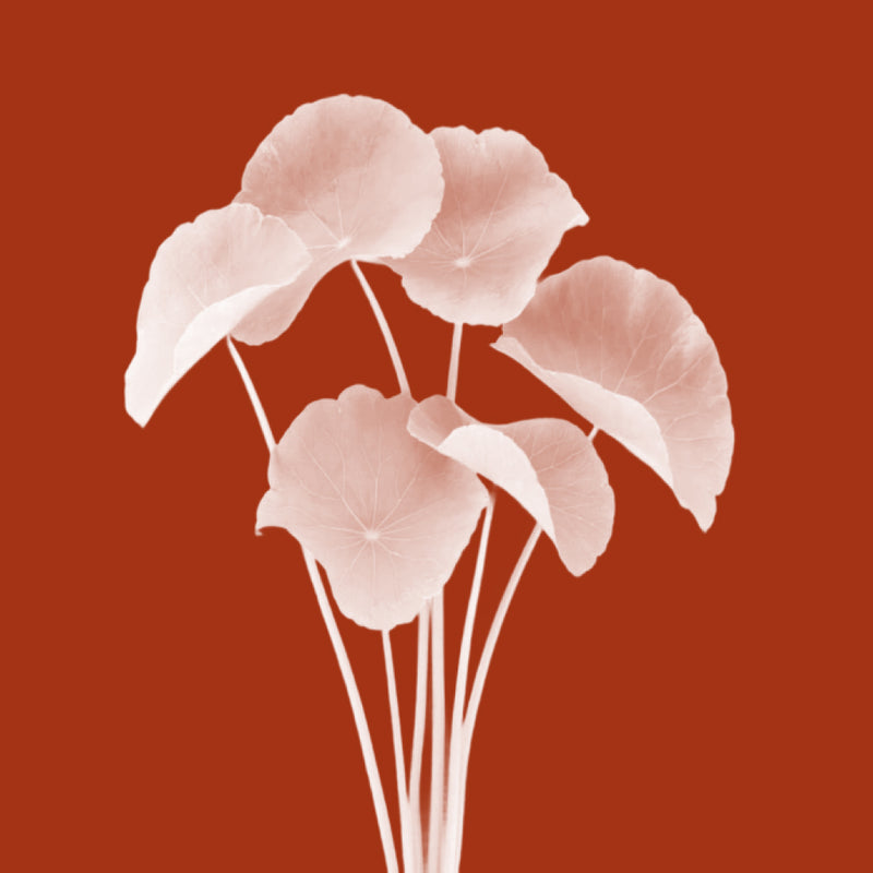 Centella (Gotu Kola)
