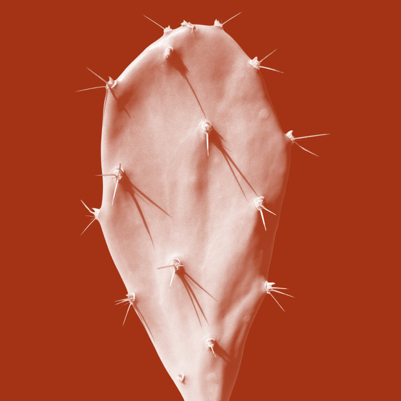 Cold‑pressed Prickly Pear Seed Oil