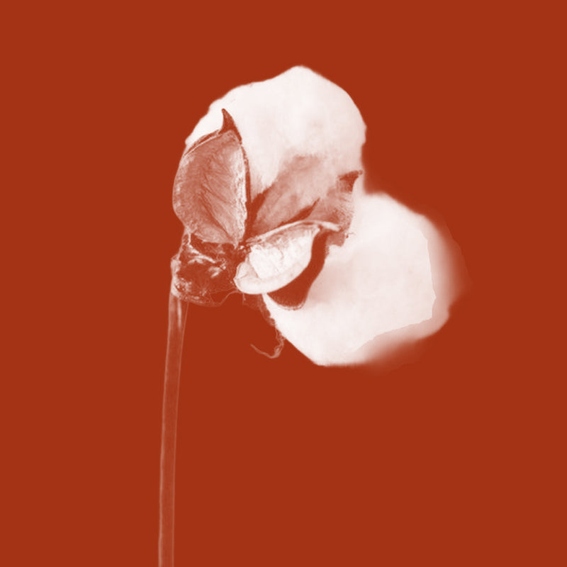 Cotton
