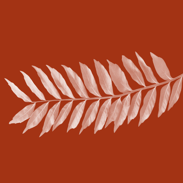 Curry Tree