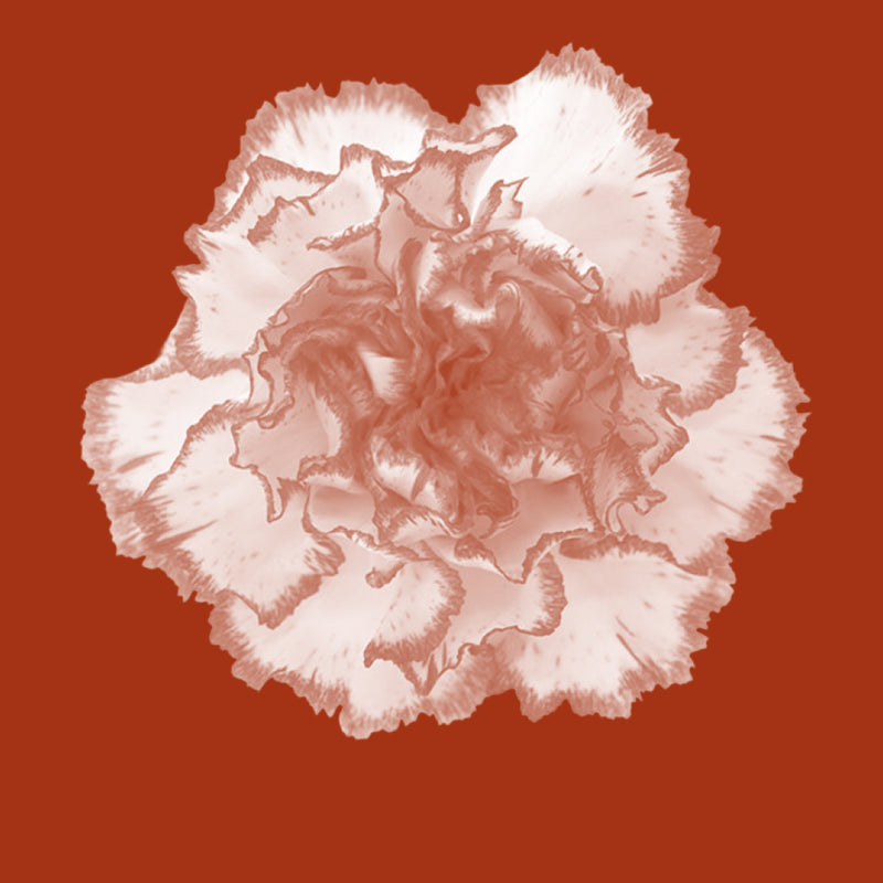 Damask Rose