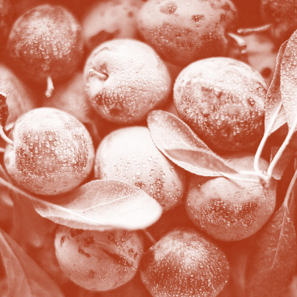 Davidson’s Plum Extract