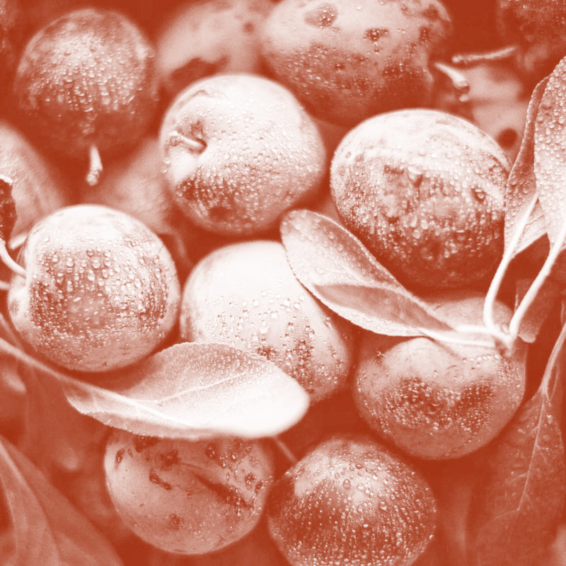 Davidson’s Plum Extract