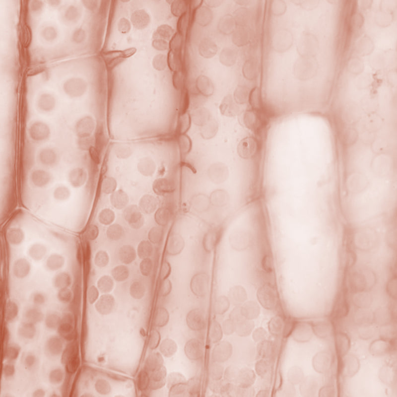 Ferulic Acid