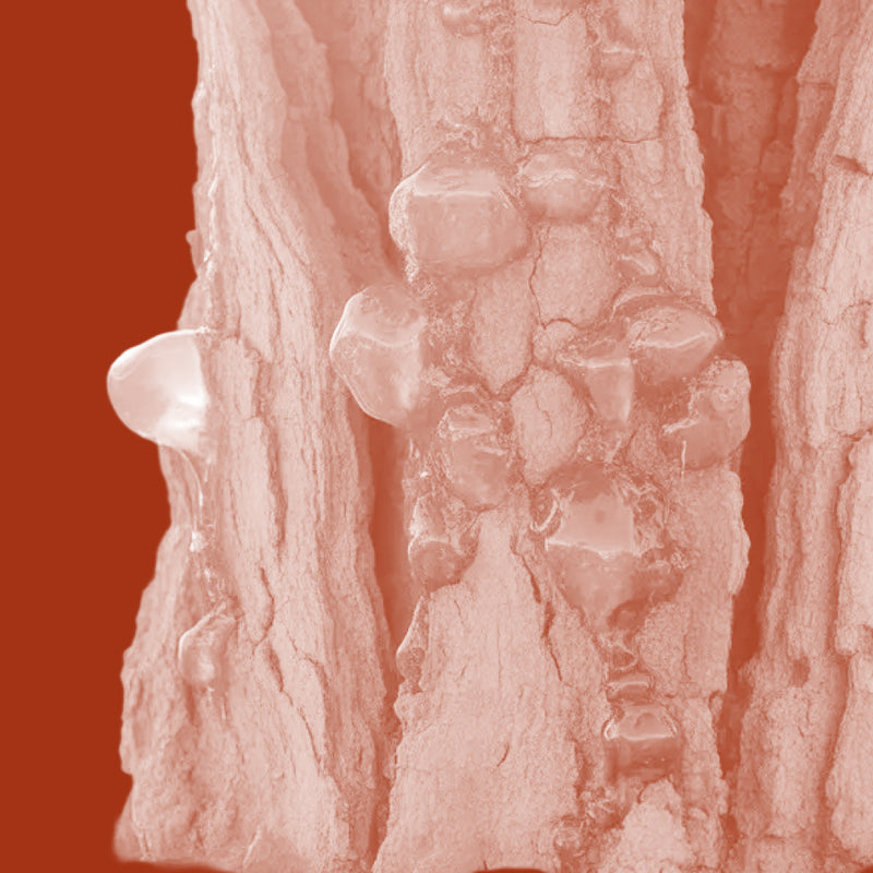 Frankincense Oil