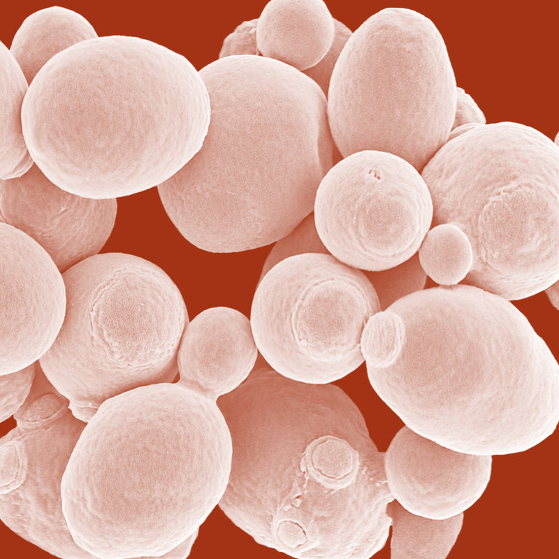 Galactomyces Ferment Filtrate