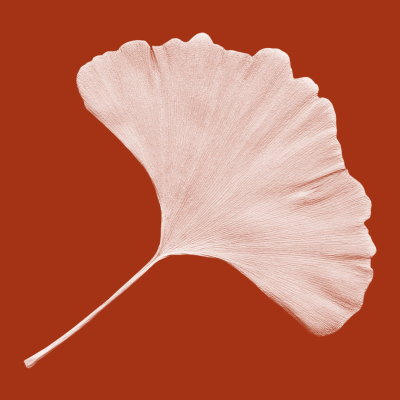 Ginkgo Biloba Leaf Extract