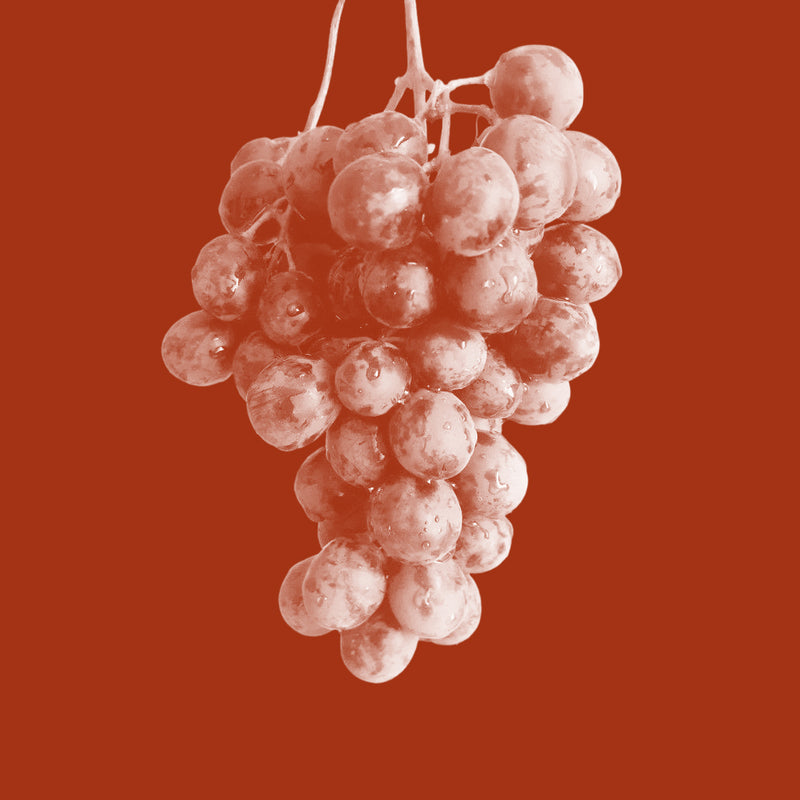 Grapeseed Extract (Vitis Vinifera)
