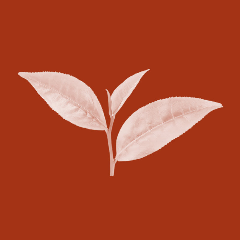 Green Tea Leaf Extract (Camellia Sinensis)