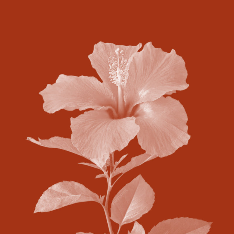 Hibiscus