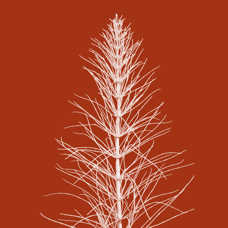 Horsetail