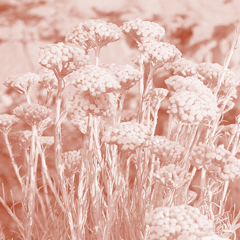 Immortelle (Helichrysum)