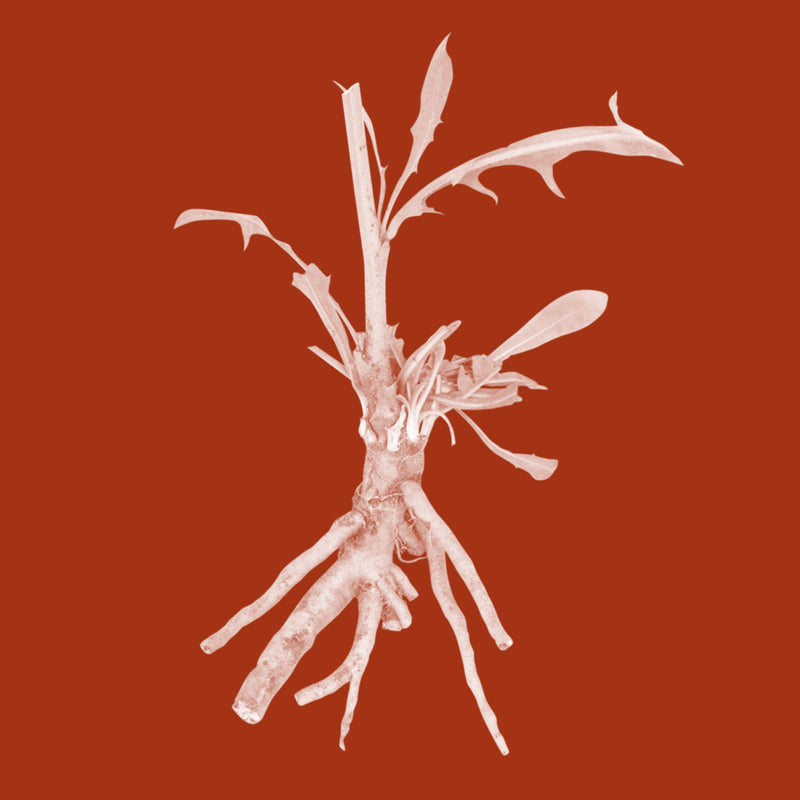 Inulin