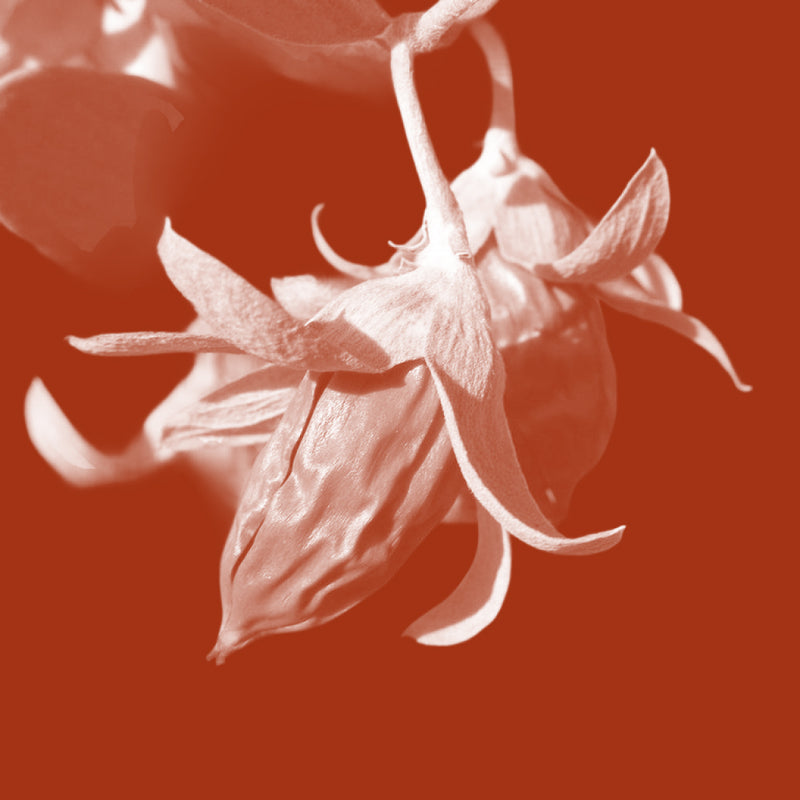 Jojoba Seed Oil (Simmondsia chinensis)