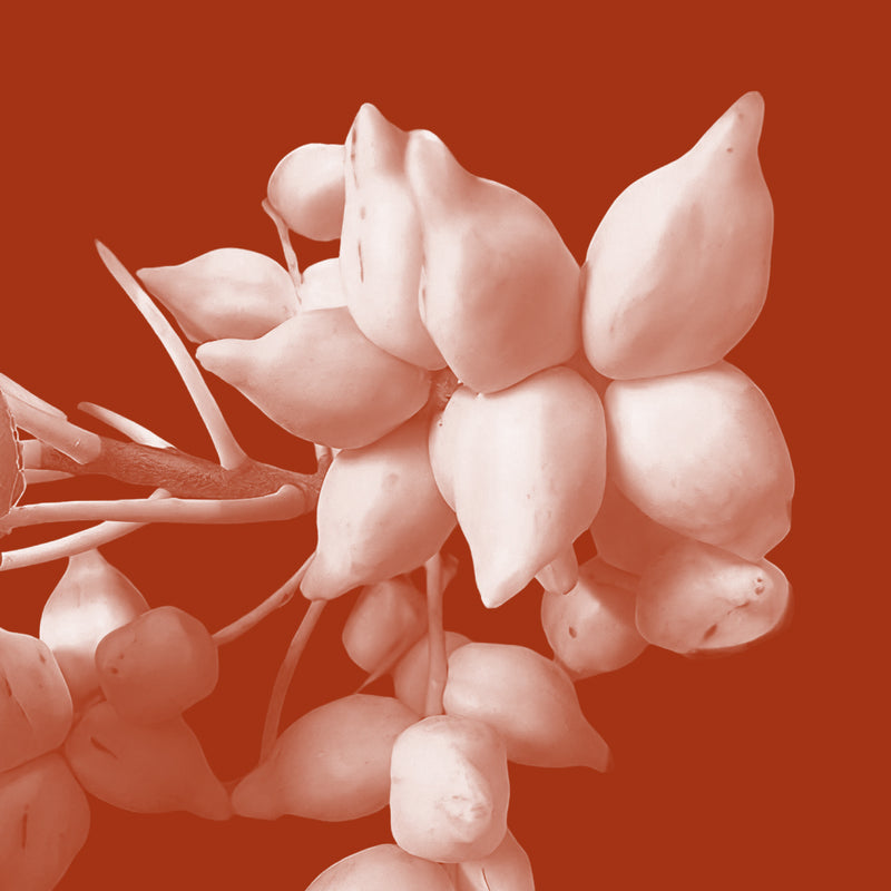 Kakadu Plum Extract (Terminalia ferdinandiana)