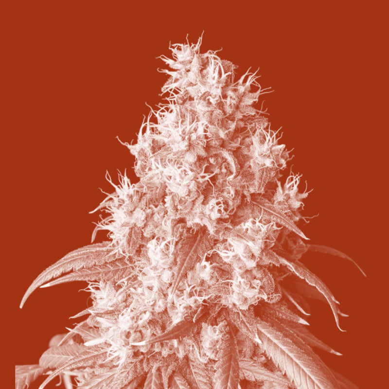 Kannabia Sense (Cannabis sativa Stem Cells)