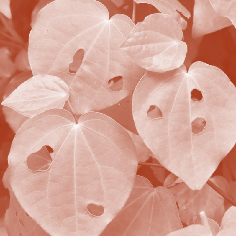 Kawakawa Oil