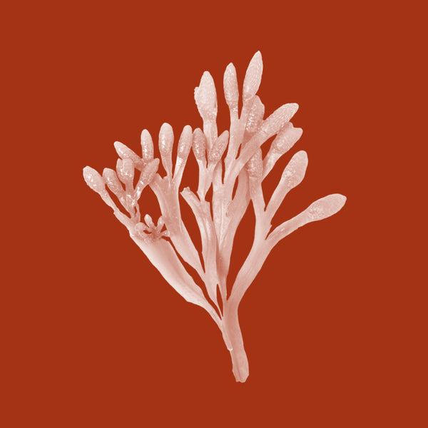 Kelp Extract