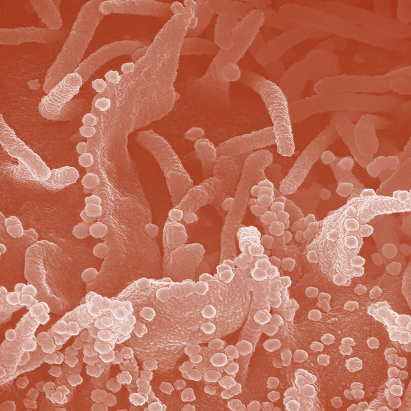 Lactococcus Ferment Lysate