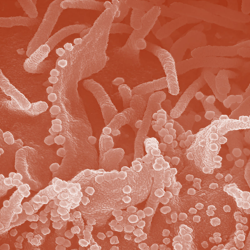 Lactococcus Ferment Lysate
