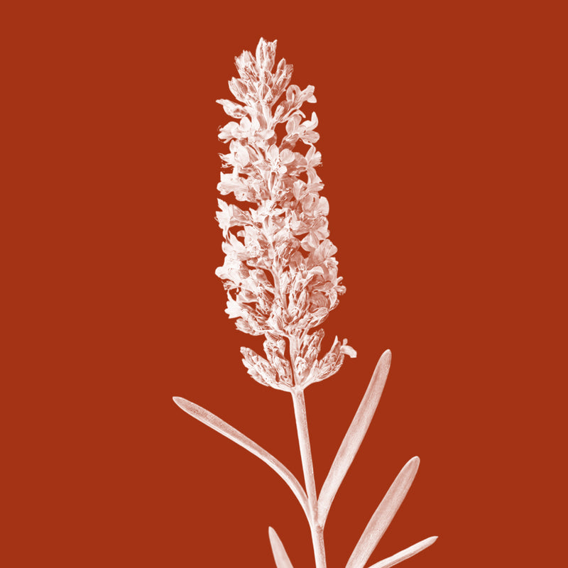 Lavender Oil