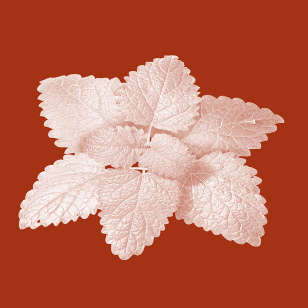 Lemon Balm