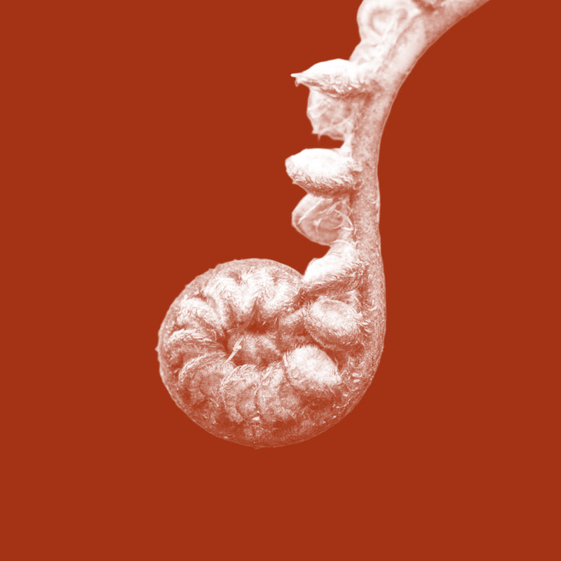 Mamaku Black Fern (Cyathea medullaris)