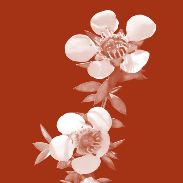 Mānuka Flowers