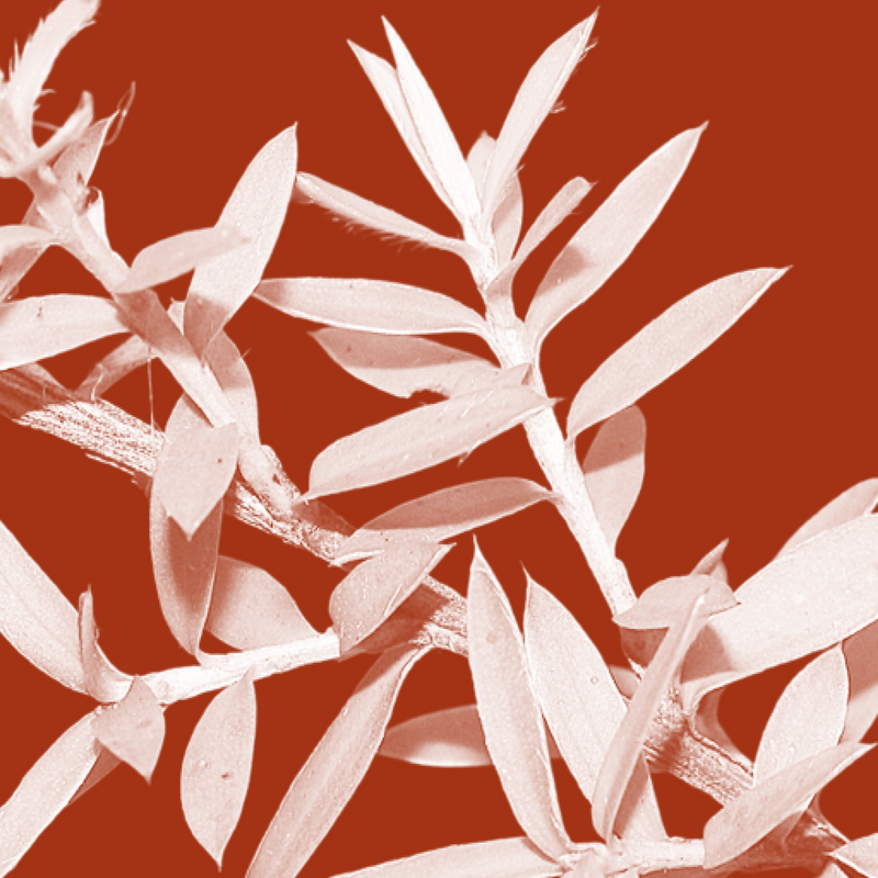 Mānuka Leaf Extract