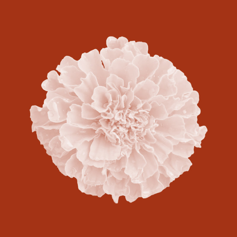 Marigold (Calendula)