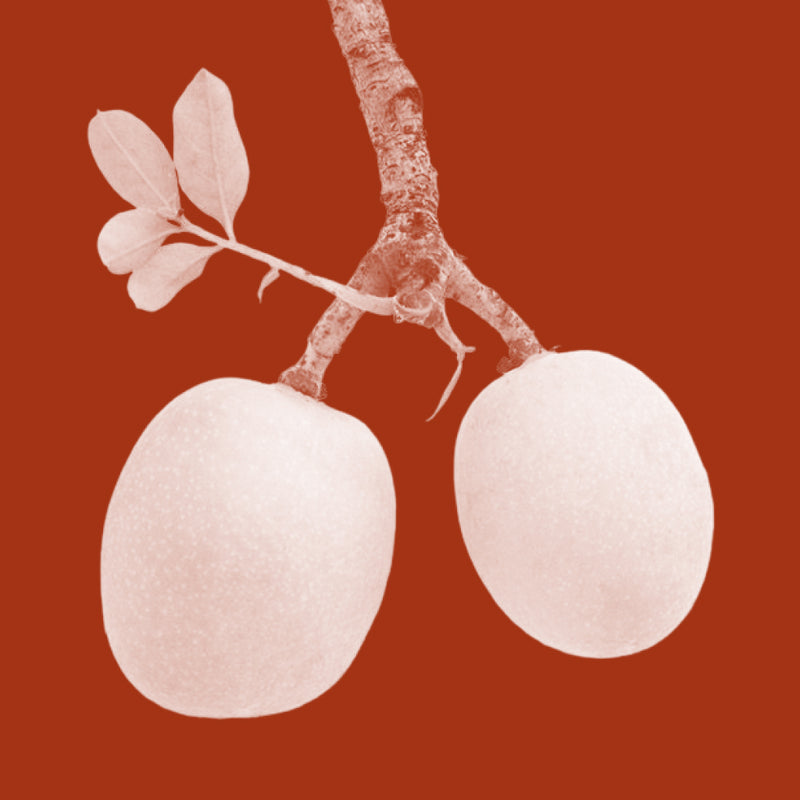 Marula Oil