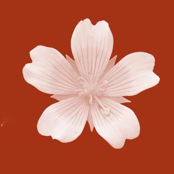Meadowfoam Seed Oil (Limnanthes Alba)