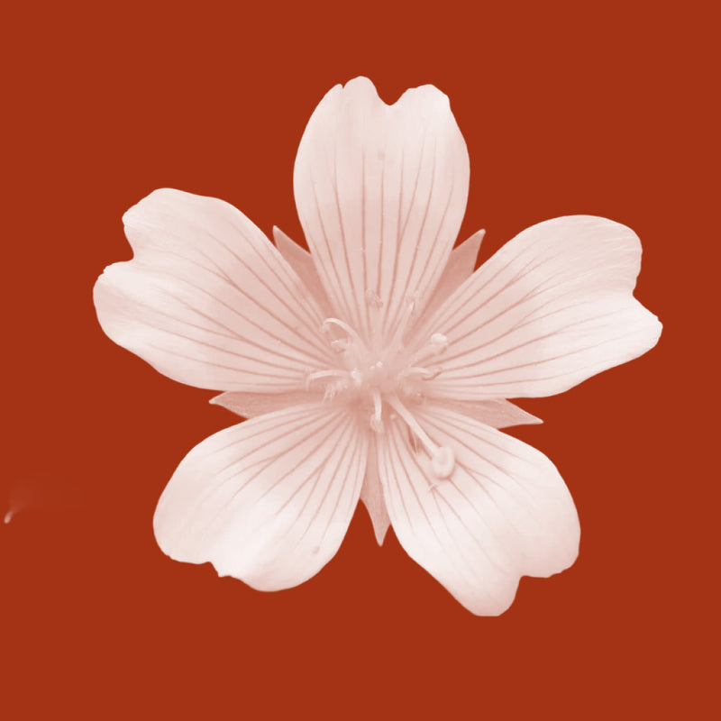 Meadowfoam Seed Oil (Limnanthes Alba)