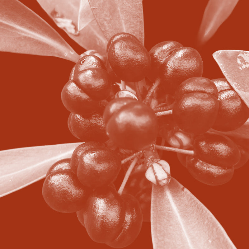 Mountain Pepper Berry Extract