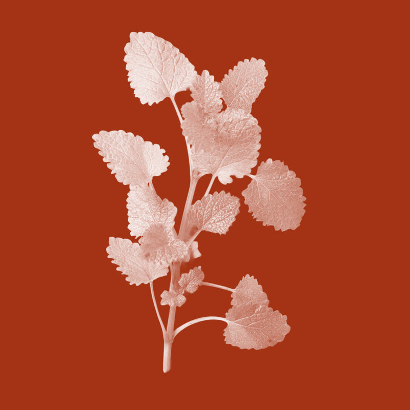 Native River Mint Extract